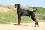 DOBERMANN 887